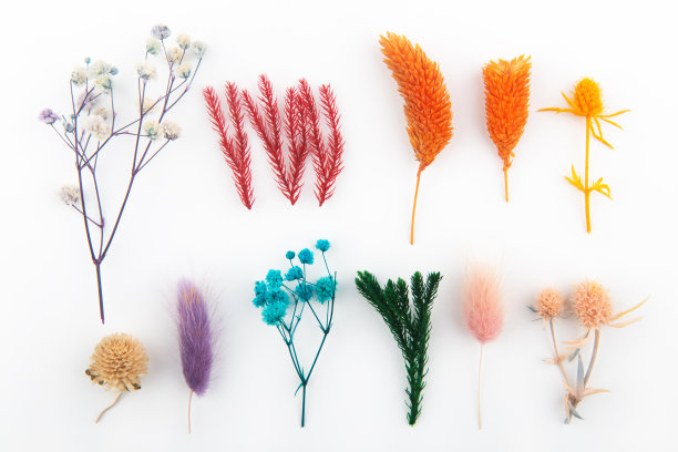 在白色背景上的干花和叶子图片下载