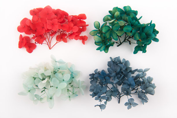 在白色背景上的干花和叶子图片下载