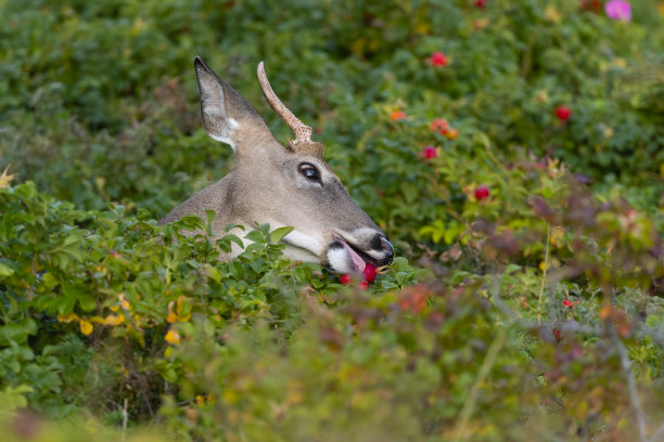 白尾鹿或弗吉尼亚鹿，雄性图片下载