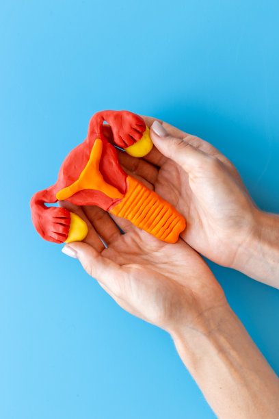 妇科医生手持女性生殖系统模型。妇女保健理念图片下载