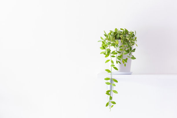 白色房间内的空气净化树图片下载