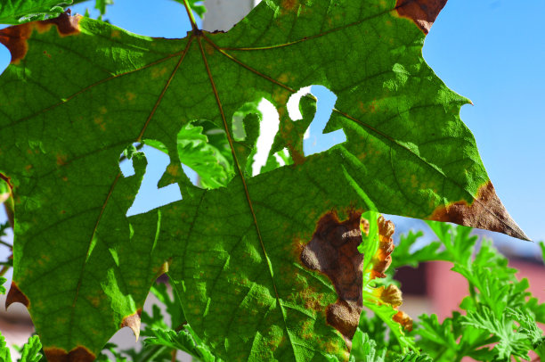 2022年从一片绿色的藤叶上剪下来。2022年的概念是可持续发展和环境问题。图片下载