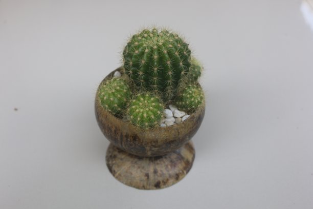 一种放在花盆里作为室内装饰用的仙人掌图片下载