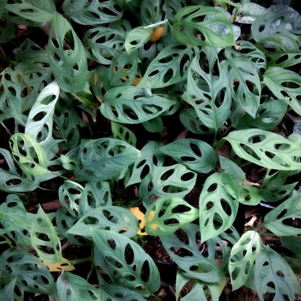 具有独特叶形的观赏植物，紫菀图片下载