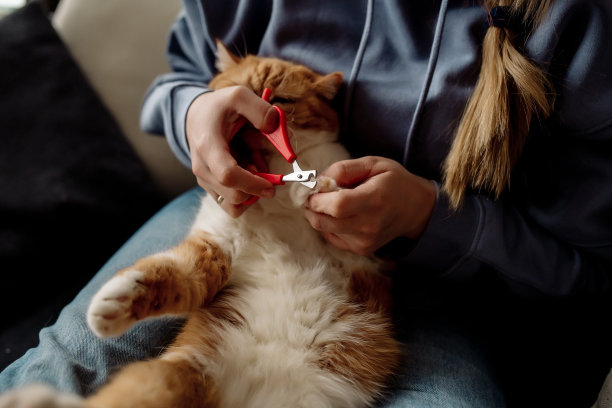 一个女人用指甲剪剪她毛茸茸的小猫的爪子图片下载