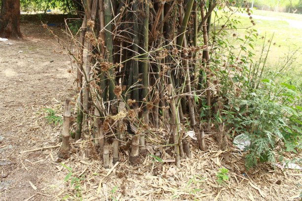 竹植物种子图片下载