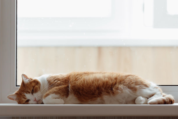下午，一只悲伤的红猫躺在白色的窗台上图片下载