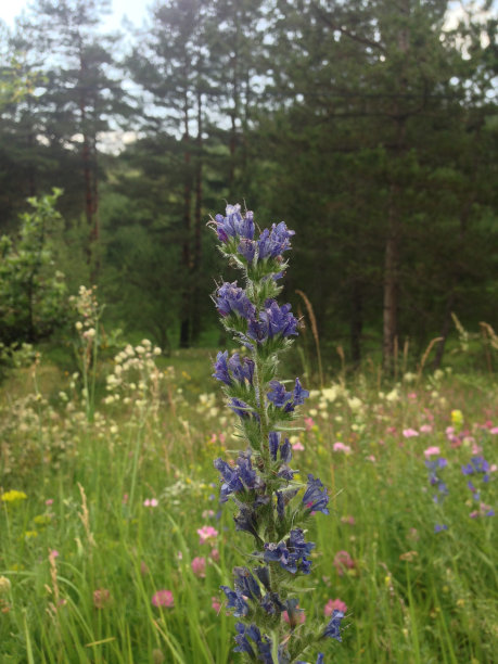 法国普罗旺斯薰衣草地里一只蜜蜂的特写镜头。库存图片 薰衣草颜色，花，蜜蜂，农业领域，宏观摄影图片下载