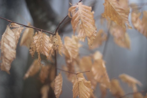 摘要秋季背景图片 火鸡，秋天，叶子，树，宏观摄影图片下载