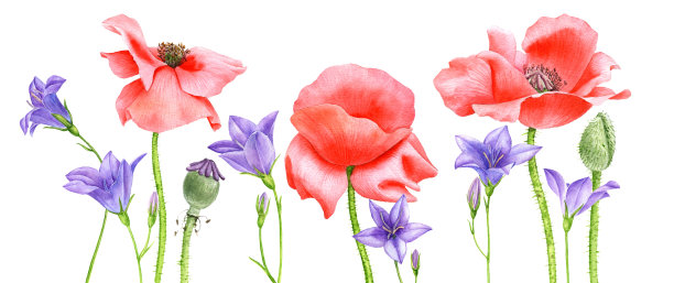 水彩画红色的罂粟花图片下载