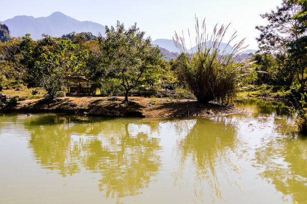 树在水中的倒影，以数码照片图片为背景图片下载