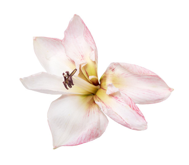 马蹄莲Amaryllis Sonatini粉红流氓股票照片图片下载