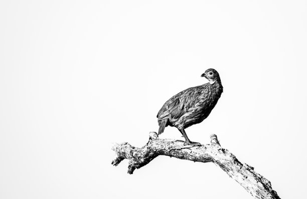 斯旺森飞禽图片下载