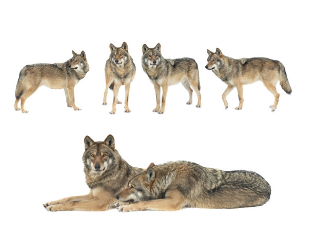 雪地里行走的狼被隔离在白色的背景上图片下载