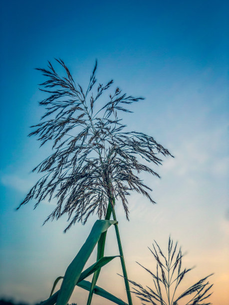 夕阳里美丽的芦苇。图片下载