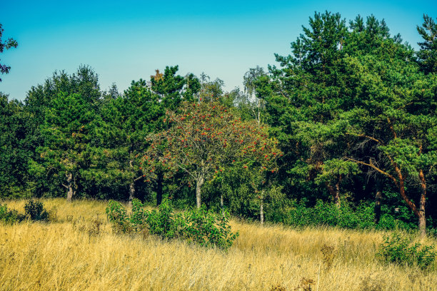 有树的干燥的土地。图片下载