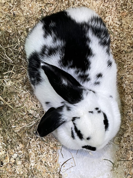 特写图片:年轻的老英国斑点兔，短的黑白皮毛，躺在室内围栏的木屑上，升高的视野图片下载