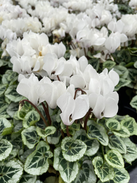 近景图片:常青藤仙客来(cyclamen hederifolium)，白色的花长着绿色的心形叶子，生长在一个花园中心的黑色塑料托盘中，聚焦前景图片下载