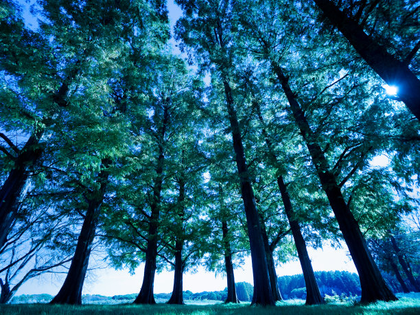 水杉林图片下载