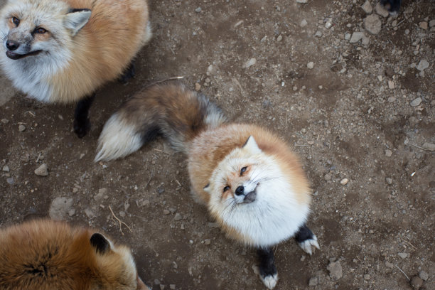 微笑的狐狸图片下载