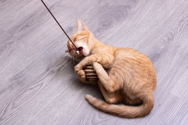 一只小猫在绳子上玩玩具图片下载