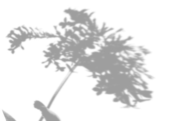 夏日的背景是白色墙壁上的房间花的阴影。白色和黑色的照片或模型图片下载