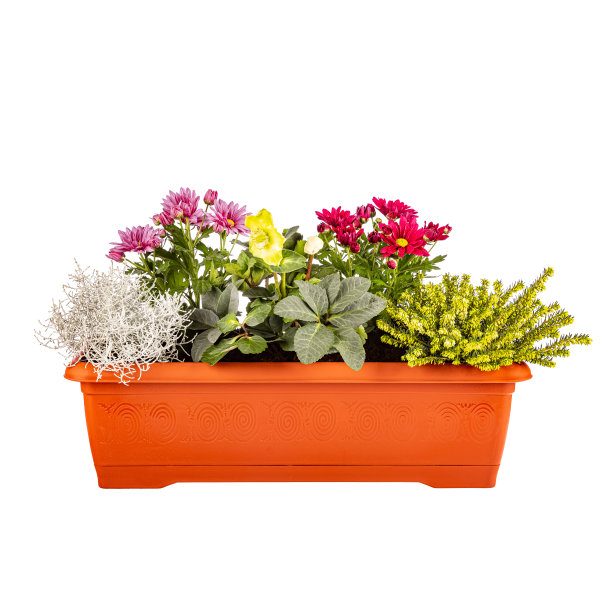 花盆里各种各样的花图片下载