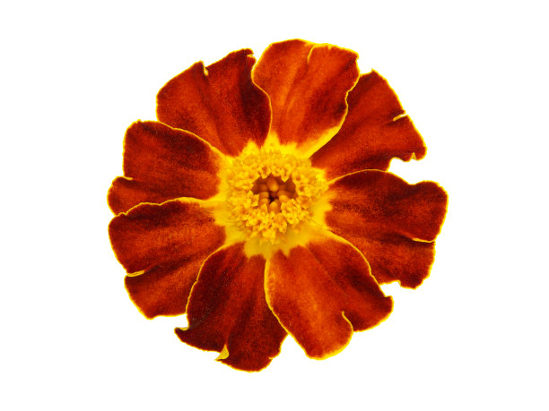 黄褐色的万寿菊花孤立在白色上图片下载