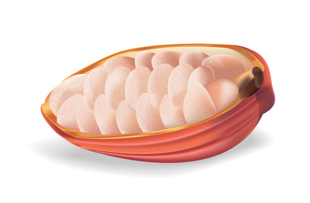 未成熟的可可豆在白色的背景，现实的矢量插图图片下载