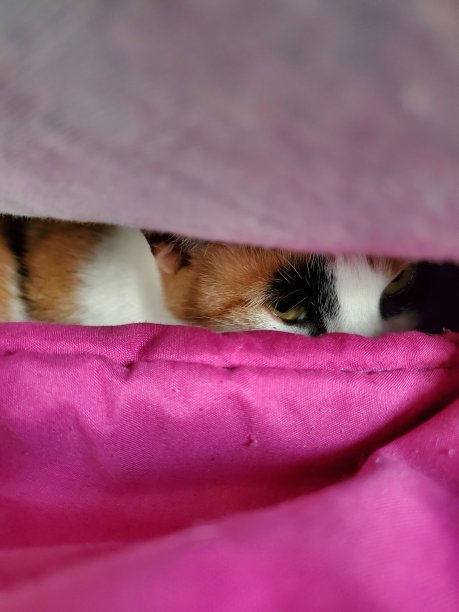 舒适的猫图片下载