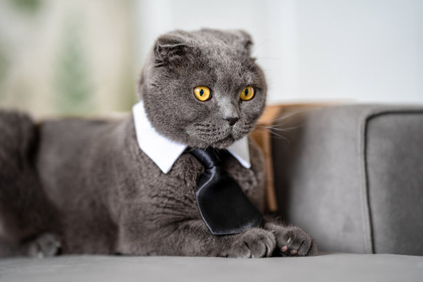 有趣的灰色苏格兰猫，戴着领带的商人图片下载