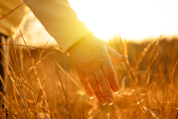 老妇人的手触摸成熟的金黄色植物草的小穗在美丽的温暖的夕阳。有选择性的重点。浅景深图片下载