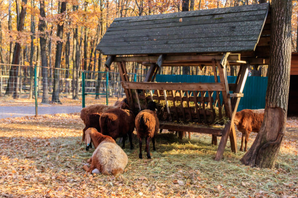 羊在围场里吃饲料里的干草图片下载