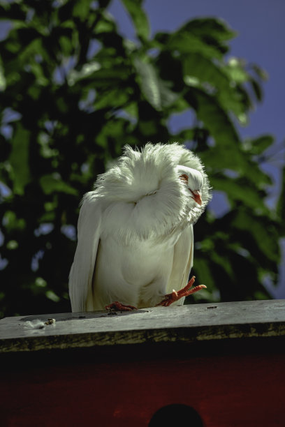 鸽子在城市中心。图片下载