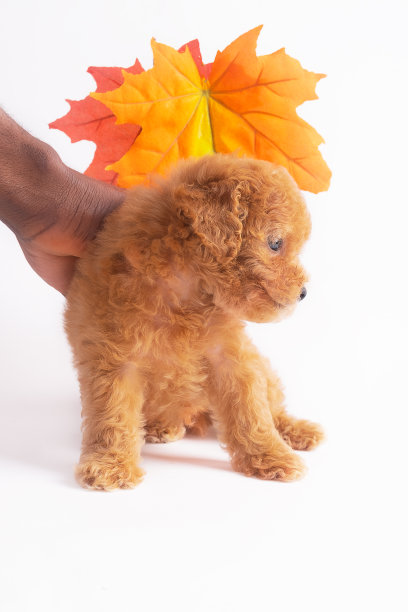 杏贵宾犬小狗图片下载