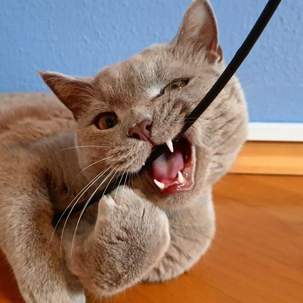 英国短毛猫露出牙齿图片下载