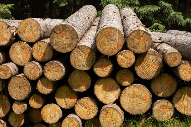 松木堆在户外。图片下载