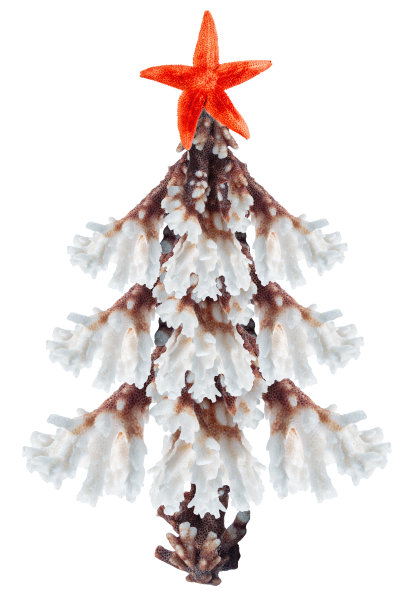 圣诞树由珊瑚和海星孤立在白色背景。在热带国家庆祝寒假的概念。图片下载
