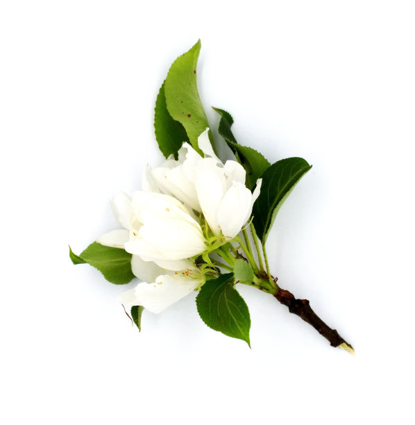 轻嫩的果实，苹果，李子，梨树，花朵孤立在白色的背景上。设计元素的照片。用于卡片、明信片、请柬或婚礼装饰图片下载