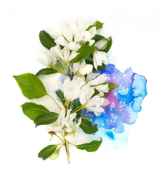 白色的果树花和手绘鲜艳的水彩斑点飞溅孤立在白色的背景上。设计元素的照片。用于卡片、明信片、请柬或婚礼装饰图片下载