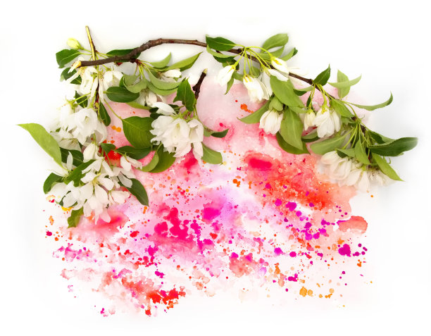 白色的果树花和手绘鲜艳的水彩斑点飞溅孤立在白色的背景上。设计元素的照片。用于卡片、明信片、请柬或婚礼装饰图片下载
