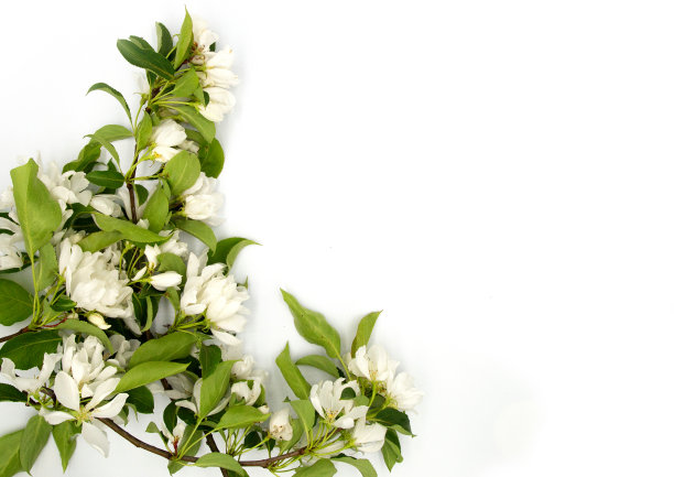 轻嫩果苹果花孤立在白色背景上。A4纸大小的边框照片，可自由复印文本。用于卡片、邀请、海报、幻灯片或婚礼装饰图片下载