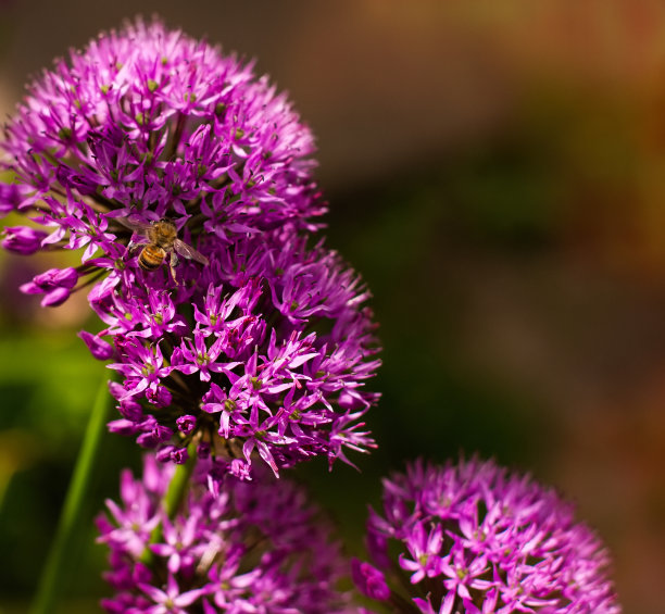 家花园紫色大洋葱花坛春天五月花和蜜蜂昆虫模糊的背景。一张有空白复制空间的照片。用于卡片、海报、网站装饰等图片下载