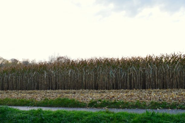 秋天十一月中旬收获玉米图片下载