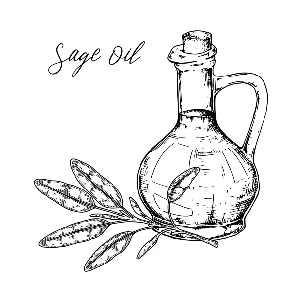 手绘鼠尾草油与树枝。矢量插图在素描风格图片下载