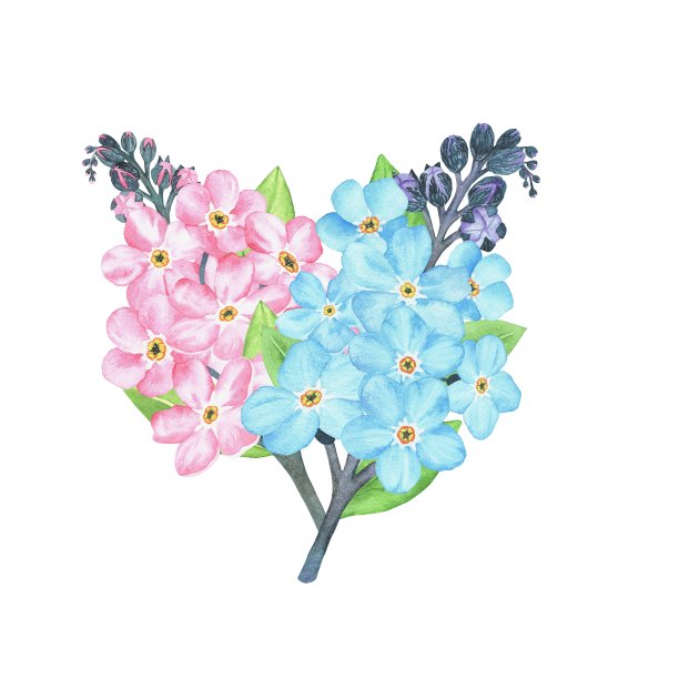 粉色和蓝色勿忘我。水彩植物插图包括在野花收藏。在白色背景上的孤立图像。为你的设计。图片下载