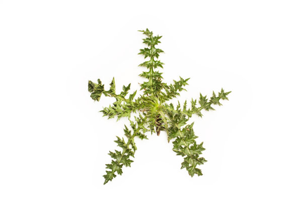 白色背景上的绿色蓟图片下载