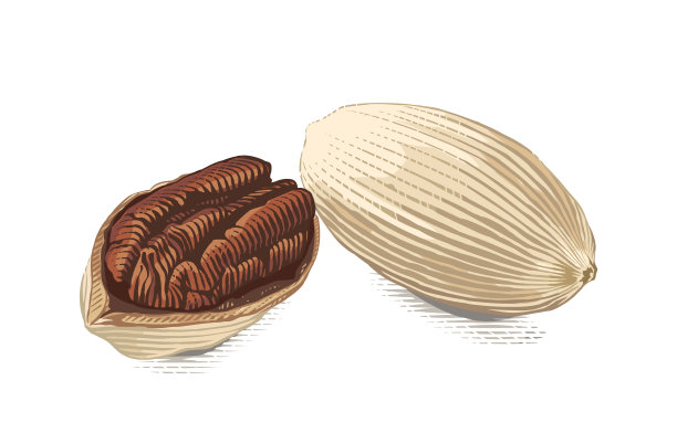 山核桃手绘素描雕刻水彩插画风格图片下载