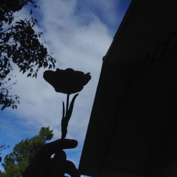 在清晨阳光下松树的映衬下，手拿着红玫瑰图片下载