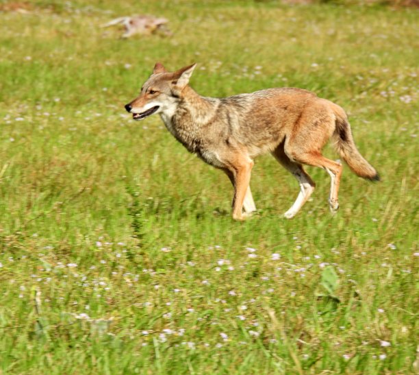草原狼在旷野中奔跑图片下载